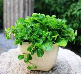 除虫菊：蚊虫的克星， 北向角落的清新使者