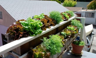 迷你阳台， 剪股颖是佳选