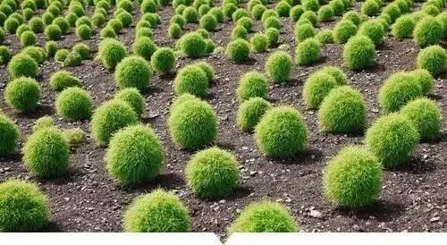 地肤草的生存嫩力