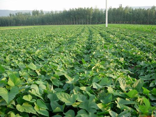 有机红薯， 健康又美味