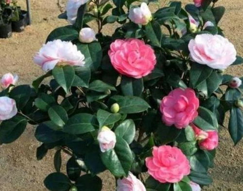 十月份种花易冻死？别急，我有妙招！