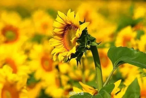 向日葵微笑，幸福花语绽放