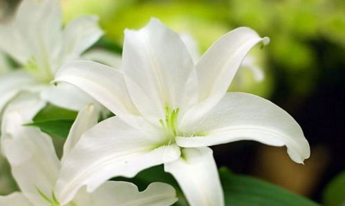 《宽恕之光：百合花的温柔力量》