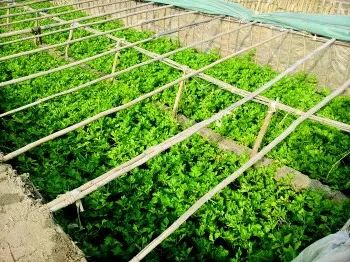 大棚茄子的选择