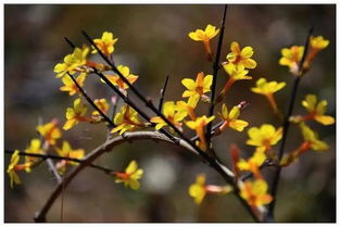 三、迎春花，春天Zui美的花