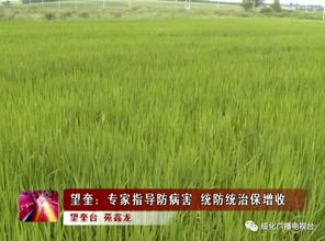 运城农科所筛选出的耐旱品种