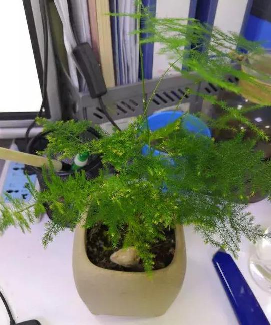 文竹盆栽，绿意盎然