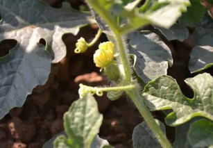 党参苗移栽的时机