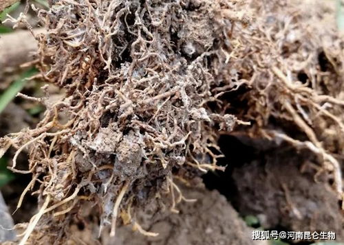 根腐病的防治：从根开始治