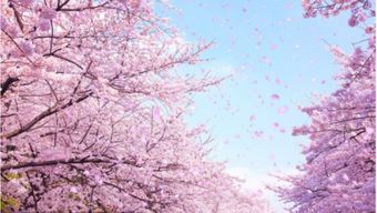 樱花的文化内涵