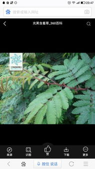 含羞草的桥梁作用