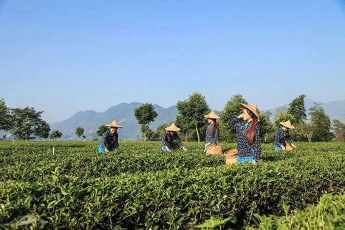 揭秘：茶籽树林的真相与茶叶行业的虚假宣传