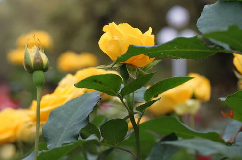 月季黑杆，究竟是何方神圣？