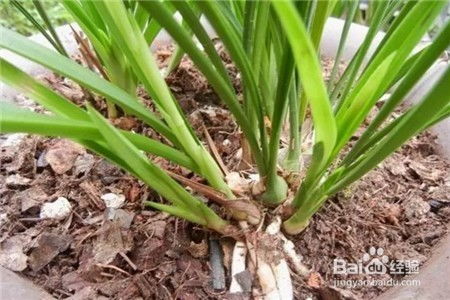 兰花开花后花茎如何处理？能否变废为宝