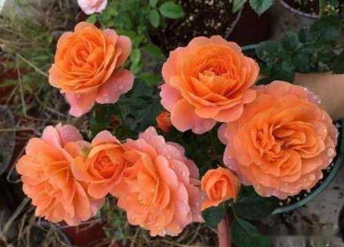 花开次数：3-5次 温室里geng多