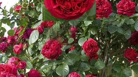 安吉拉与大游行：受花友追捧的藤本月季品种