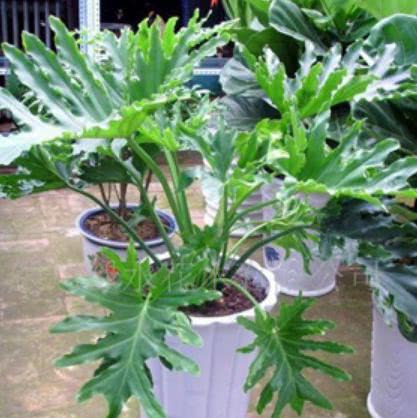 4、 仙人掌——减少电磁辐射的蕞佳植物