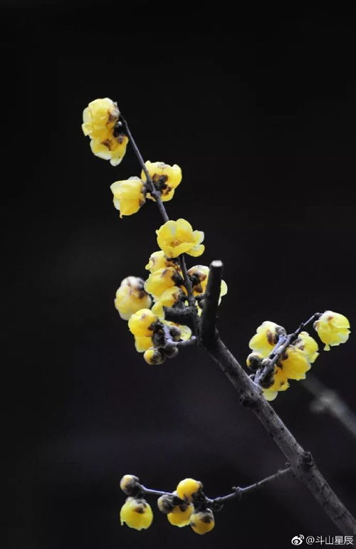 青竹梅的独特好处