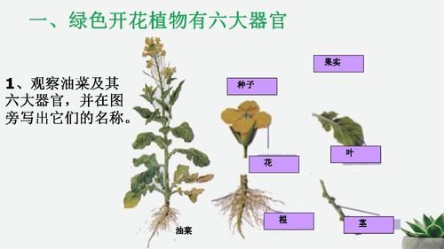 腊月十五的草木风情：嘉木为伴， 静候春信