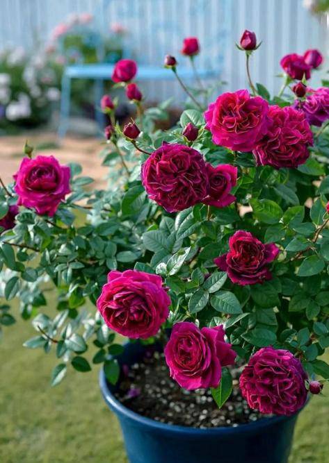 月季不开花？快来学学这几招！