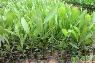 酸梅树不宜种植在低洼积水、土壤贫瘠之地