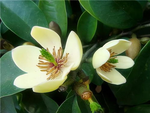 含笑花的生命力：耐寒又耐热