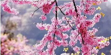 秋季移栽的好处