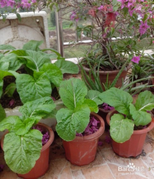 小葱种植心得：生命力强大， 四季皆宜