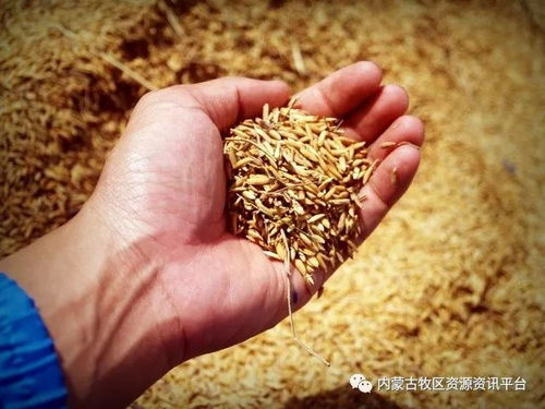 如何自配饲料最省钱？养殖户如何操作降低成本40%？