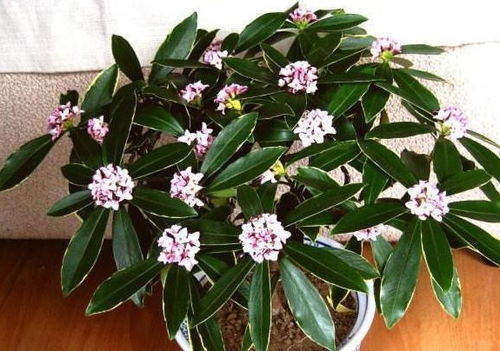 浇水后叶子发黄怎么办？