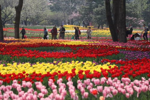 郁金香五彩斑斓，像彩虹一样绚烂