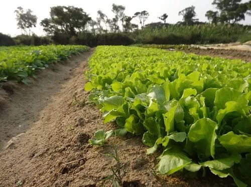 有机蔬菜， 绿色生活的守护者