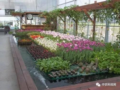 大棚花卉市场的未来前景