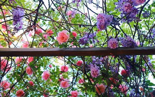 紫藤的发芽温度小秘密