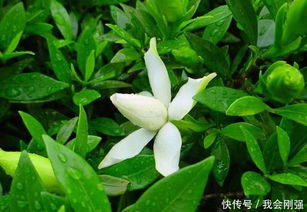 栀子花开满枝头？掌握这些养护技巧