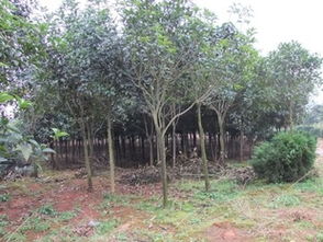 第一步：上网冲浪， 找到专业网站