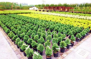 绿篱苗木的挑选