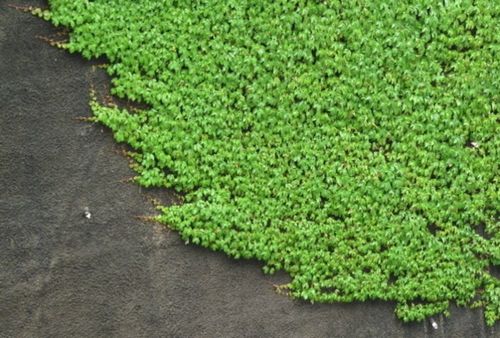 苔藓繁殖，如何实现无土栽培