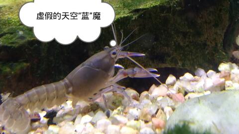为什么新手养天空蓝魔虾成活率低至30%，如何避开五大误区养出蓝钻级美虾？