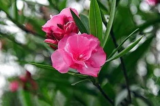 夹竹桃：含有剧毒物质