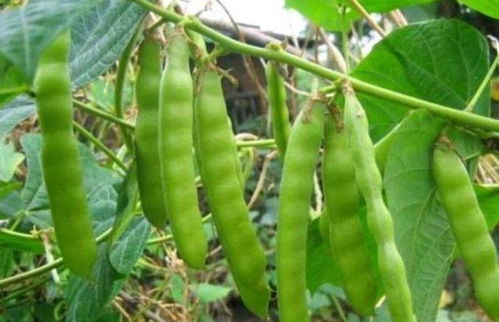 大面积种植：平安环保是关键