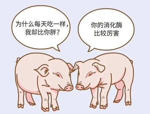 猪饲料吃多了导致起不来怎么办？有没有什么快速恢复的方法？