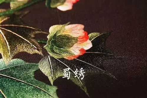 松叶似针尖，这针尖藏着什么秘密