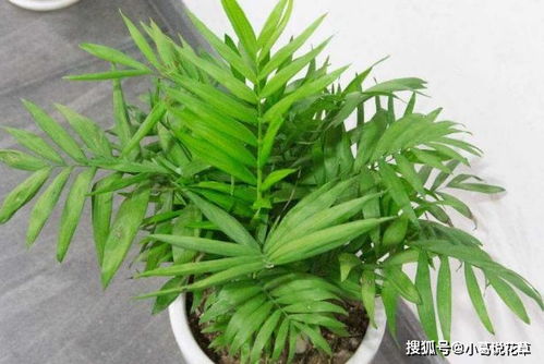 深圳达人教你如何养活濒死棕竹