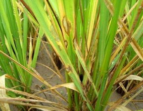 竹子种子发芽时间的一般情况