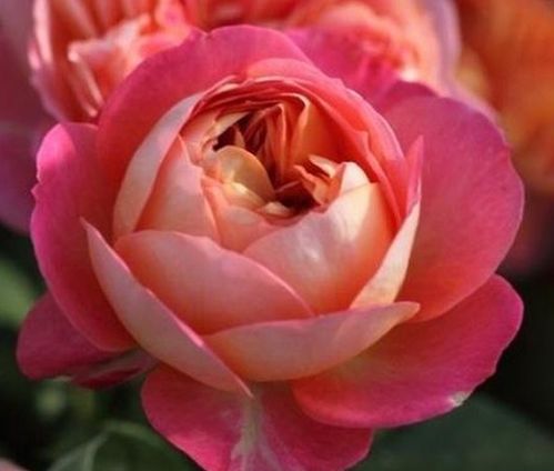 月季 Rose Terrazza Libra 的色彩魅力