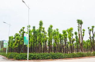 染后要讲究种植技术