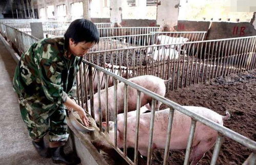 肥猪饲料价格猛涨，养殖户有哪些方法能省下十万成本？