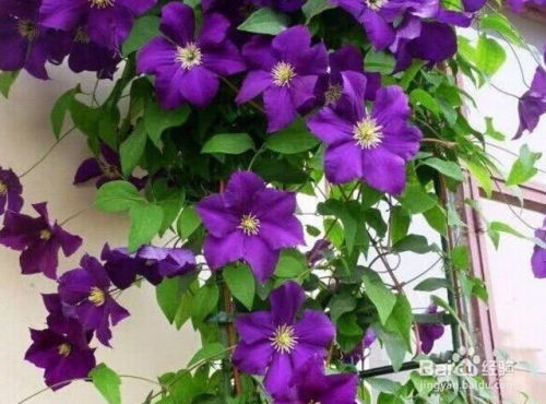 阳台种什么爬藤植物好？这些品种你了解吗