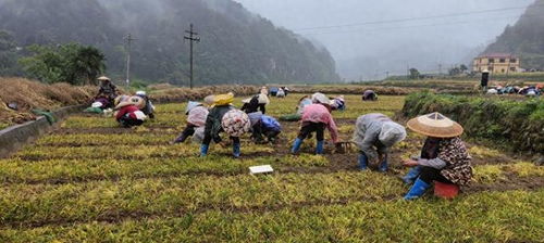 土壤，麦冬的摇篮